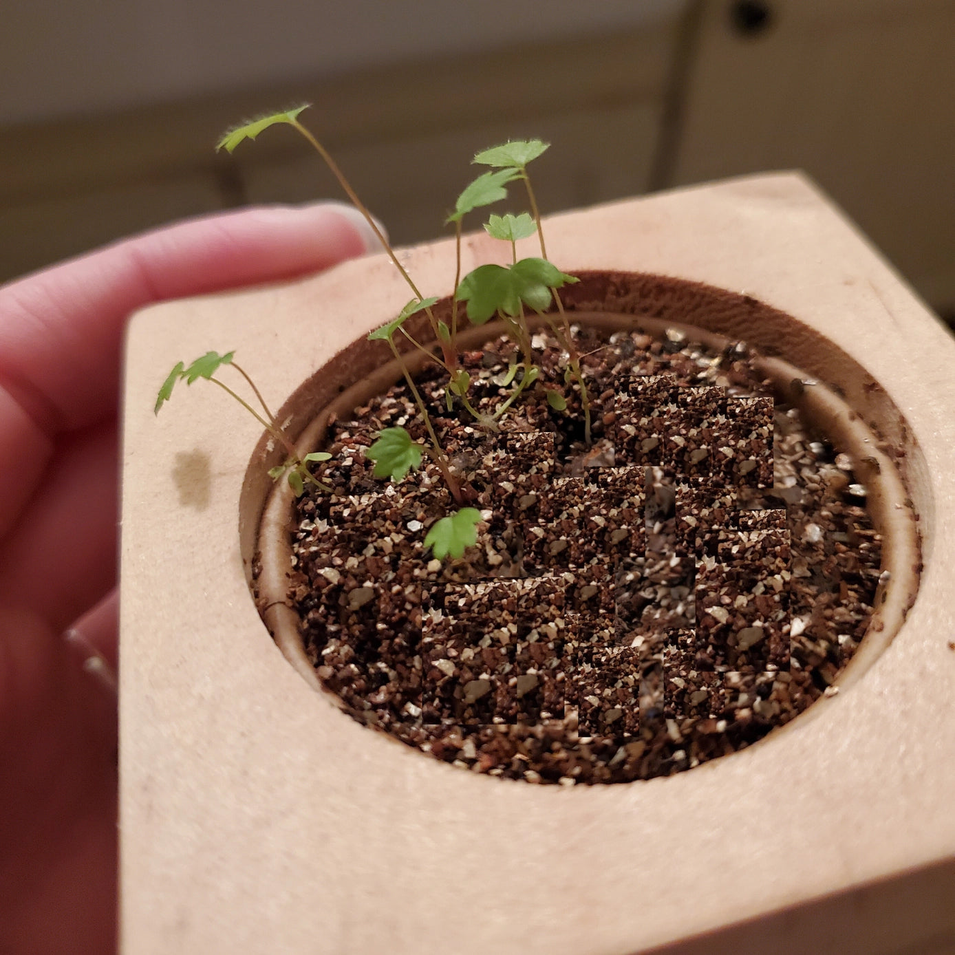 Strawberry Grow Kit w/ Wooden Planter Box